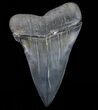 Huge, Fossil Mako Shark Tooth - Georgia #75060-1